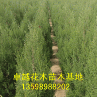 供應(yīng)：國(guó)槐、欒樹(shù)、合歡、青桐、白臘、大葉女貞、垂柳