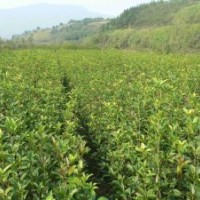 河南園林綠化苗圃基地供應(yīng)桂花、金桂、四季桂、廣玉蘭等綠化苗木