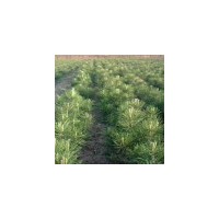 白皮松供應(yīng)白皮松，占地白皮松