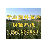 供應(yīng)山東營養(yǎng)袋側(cè)柏苗，山東50-80公分側(cè)柏小苗