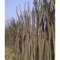 供應(yīng)6到8公分國槐