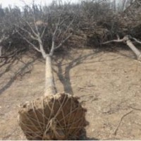 供應(yīng)各規(guī)格花灌木，國槐、白蠟。紫葉李等等