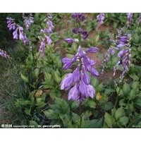 紫玉簪價(jià)格|紫玉簪集基地