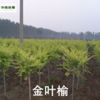 【精品推薦】供應(yīng)3-8cm金葉槐，1-2年帽，6000株。