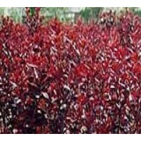 從生紫葉矮櫻基地報(bào)價(jià)