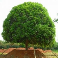 湖南綠化苗木花木大紅丹桂湖南四季紅苗圃苗木花木大紅丹桂小苗