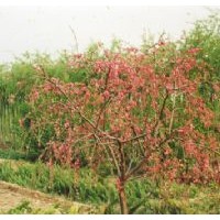 供應(yīng)垂絲碧桃,茶藨子,千屈菜