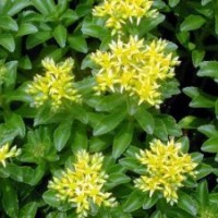 德國景天種植基地