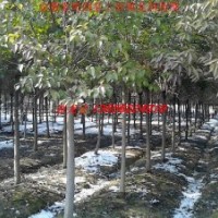 安徽肥西大量供應(yīng)5公分大葉女貞、6公分大葉女貞