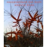 沙棘4年大樹12000株出售