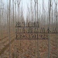 【售】毛白楊＼１０７楊＼國槐＼法桐＼白蠟＼椿樹＼柳樹及小苗
