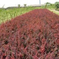 苗圃直銷(xiāo)紅葉小檗.金葉女貞.金森女貞.小葉女貞