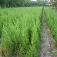 大量現(xiàn)貨批售塔柏.蜀檜.北京檜.龍柏.爬地柏.灑金柏.