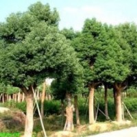 供應(yīng)桂花2.5-3米冠幅 樸樹15-40公分 香樟 楊梅樹