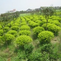 球類金葉女貞球.小葉女貞球.火棘球.黃楊球.