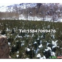 出售工程苗 樟子松 云杉