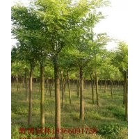 西北國槐樹國槐價(jià)格8公分裸根定桿