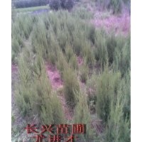 塔柏10公分起,0.8元起