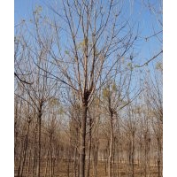 大量供應(yīng):7--8公分的白蠟