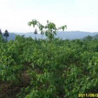 臭黃荊（神豆腐樹）