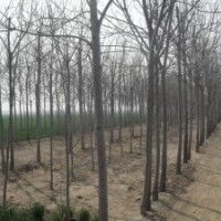 法桐，欒樹，青桐