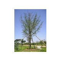 供應(yīng)優(yōu)質(zhì)銀杏苗木