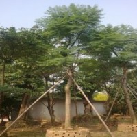 13-20cm藍(lán)花楹假植苗