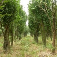 供應(yīng)大量（20-70公分）皂莢