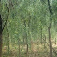 供應(yīng)大量?jī)?yōu)質(zhì)垂柳（5-35公分）