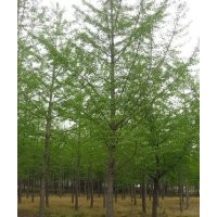 供應優(yōu)質銀杏樹