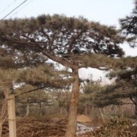 供應(yīng)20公分迎客松5米造型油松價格