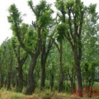 供應(yīng)20-70公分皂莢