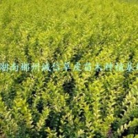 綠化苗木 工程苗 金葉女貞苗 批發(fā)金葉女貞小苗 自產(chǎn)自銷