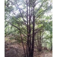 南寧央大供應(yīng)健壯價(jià)廉的南方紅豆杉綠化樹