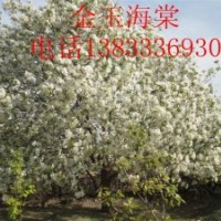 八棱海棠樹 樹形漂亮