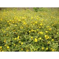 供應(yīng)棣棠，繡線菊，紅瑞木，金絲梅，金絲桃，萱草，玉簪