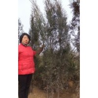 常年供側(cè)柏火炬黃櫨苗木