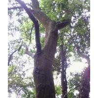 白銀樹、長(zhǎng)青樹1M徑16---20CM