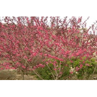 榆葉梅 矮櫻 櫻花 黃櫨 紅葉碧桃 西府海棠 紫薇