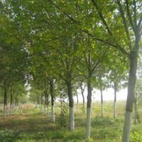 買白蠟就到山東常青苗木基地