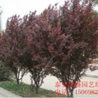 紫葉李-優(yōu)質(zhì)紫葉李-山東優(yōu)質(zhì)紫葉李