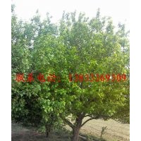出售八棱海棠樹