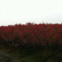 1_3公分紅葉石楠、5_8公分香樟、