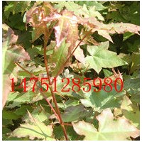 五角楓苗江蘇五角楓芽苗價(jià)格五角楓小苗種植基地