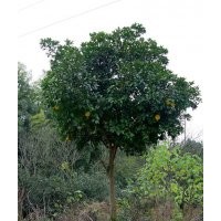 香泡 香泡樹價格