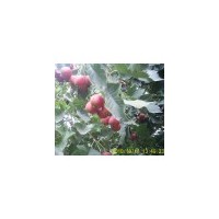 供應(yīng)山西大金星山楂樹，占地4,5,6公分山楂樹大批量