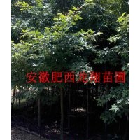 供應(yīng)楓香 合歡 無患子 海桐球 火棘 櫻花 木槿