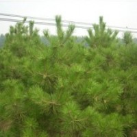 供應山西一米，兩米，三米，四米五米，六米油松