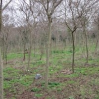 黃槐、洋紫荊7-10公分