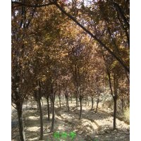 安徽紫葉李|嫁接紫葉李|紫葉李價格|紫葉李小苗